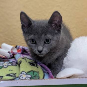 Tundra -  Domestic Short Hair Cat for Adoption in Houston, Texas - Tundra | PetCurious