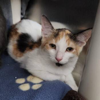 Letty -  Domestic Short Hair Cat for Adoption in Walker, Michigan - Letty | PetCurious