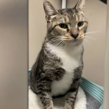 Rescue Domestic Short Hair Cats for Adoption in Greenfield, Indiana - Lt. Gen. "Chesty" Puller (aka Peter) | PetCurious