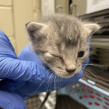 Mr. Bombtastic -  Domestic Short Hair Cat for Adoption in Columbus, Georgia - Mr. Bombtastic | PetCurious