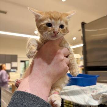 Domestic Short Hair Cats Available for Adoption in Cumming, Georgia - Kyla | PetCurious