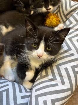 American Shorthair Cats Available for Adoption - Star | PetCurious