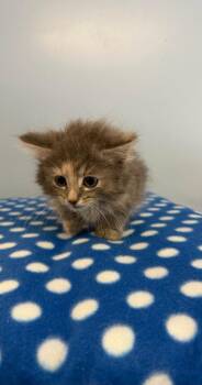 Caterpillar -  Domestic Long Hair Cat for Adoption in Lovingston, Virginia - Caterpillar | PetCurious