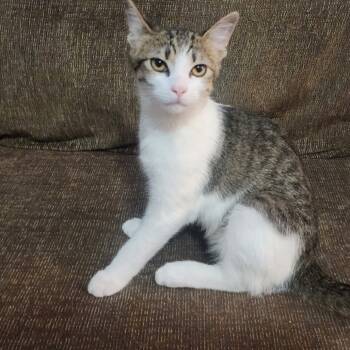 Rescue Domestic Short Hair Cats for Adoption in Hackett, Arkansas - Pete | PetCurious