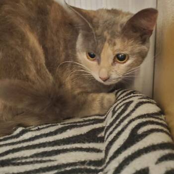 Tami -  Torbie Cat for Adoption in Muncie, Indiana - Tami | PetCurious