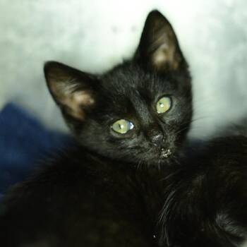 Cedar -  Domestic Short Hair Cat for Adoption in Idaho Falls, Idaho - Cedar | PetCurious