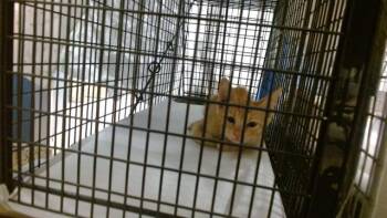 WAFFLES -  Domestic Short Hair Cat for Adoption in Doral, Florida - WAFFLES | PetCurious