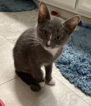 Giza -  Domestic Short Hair Cat for Adoption in Sacramento, California - Giza | PetCurious