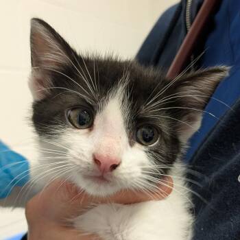Michael -  Domestic Short Hair Cat for Adoption in South Burlington, Vermont - Michael | PetCurious