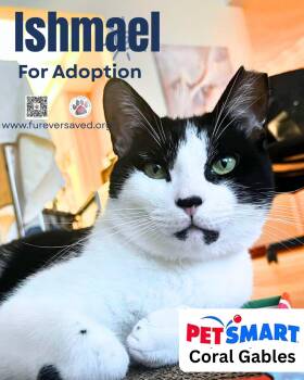 Ishmael -  Domestic Short Hair Cat for Adoption in Miami, Florida - Ishmael | PetCurious