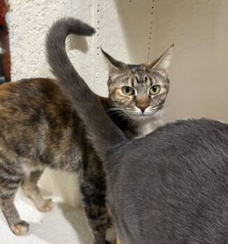 Calico and Tortoiseshell Cats Available for Adoption - Betsy  | PetCurious