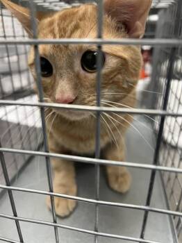 PUMPKIN -  Domestic Short Hair Cat for Adoption in Las Vegas, Nevada - PUMPKIN | PetCurious