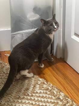 Rescue Domestic Short Hair Cats for Adoption in New York, New York - Scar | PetCurious