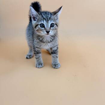 Honey -  Domestic Short Hair Cat for Adoption in Dahlonega, Georgia - Honey | PetCurious