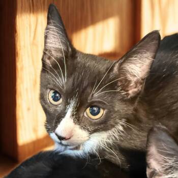 Sylvester -  Domestic Short Hair Cat for Adoption in NEW PT RICHEY, Florida - Sylvester | PetCurious