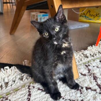 Paloma -  Domestic Short Hair Cat for Adoption in Chicago, Illinois - Paloma | PetCurious