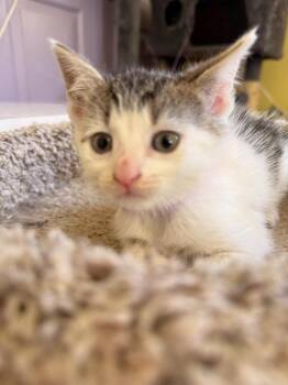 Jan -  Domestic Short Hair Cat for Adoption in Pomona, New York - Jan | PetCurious