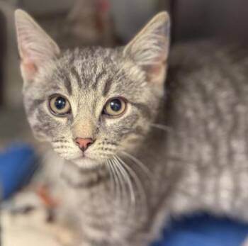 Domestic Short Hair Cats Available for Adoption - Jelly | PetCurious