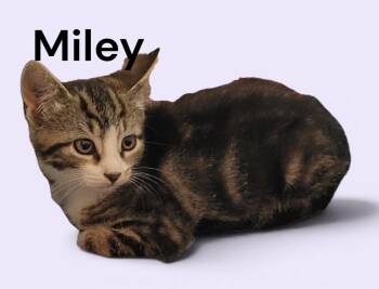 Miley -  Tabby Cat for Adoption in Weems, Virginia - Miley | PetCurious