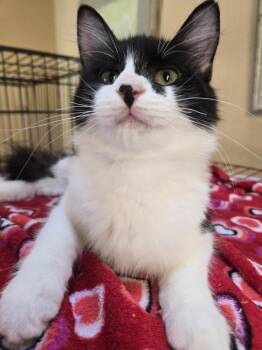 Rescue Domestic Medium Hair Cats for Adoption in Salinas, California - Suzette | PetCurious