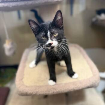 Szechuan -  Domestic Short Hair Cat for Adoption in Burnaby, British Columbia - Szechuan | PetCurious
