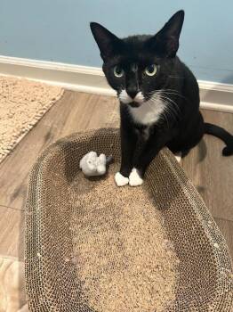 Yue -  Domestic Short Hair Cat for Adoption in Skippack, Pennsylvania - Yue | PetCurious