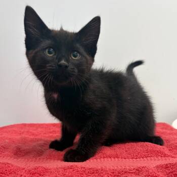 Chef Chestnut -  Domestic Short Hair Cat for Adoption in Clavet, Saskatchewan - Chef Chestnut | PetCurious