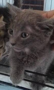Ringo -  Domestic Short Hair Cat for Adoption in Olney, Illinois - Ringo | PetCurious
