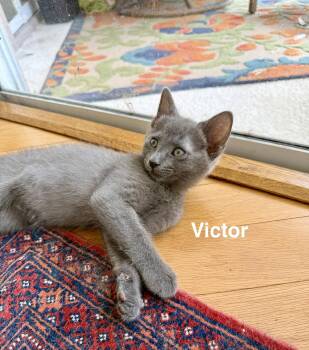 Domestic Short Hair Cats Available for Adoption in Zephyrhills, Florida - Victor (new) | PetCurious