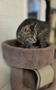 Rescue Domestic Short Hair Cats for Adoption in Osgood, Indiana - Winnie Cat | PetCurious