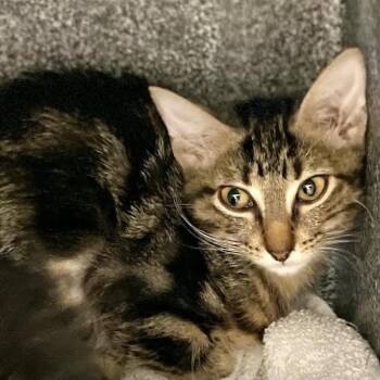 Bolts -  Domestic Short Hair Cat for Adoption in Austin, Texas - Bolts | PetCurious