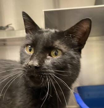 Ozzy -  Domestic Short Hair Cat for Adoption in Golden, Colorado - Ozzy | PetCurious