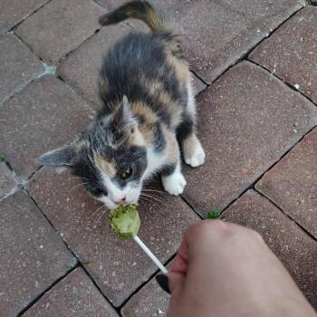 Freya -  Domestic Short Hair Cat for Adoption - Freya | PetCurious