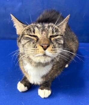 Marilyn -  Domestic Short Hair Cat for Adoption in Ruston, Louisiana - Marilyn | PetCurious