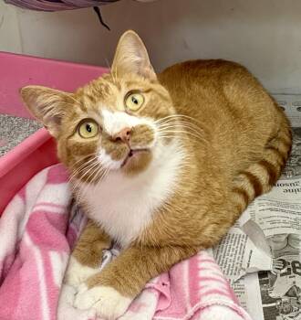 Rescue Domestic Short Hair and Tabby Cats for Adoption in Charles City, Iowa - Clancy | PetCurious