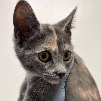 Charity -  Domestic Short Hair Cat for Adoption in Nashville, Tennessee - Charity | PetCurious