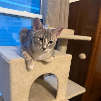 Rue -  Domestic Short Hair Cat for Adoption in Houston, Texas - Rue | PetCurious