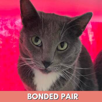 Domestic Short Hair Cats Available for Adoption - Hallow | PetCurious