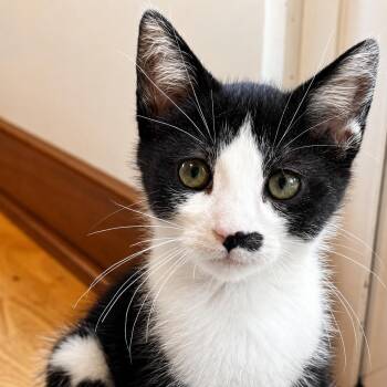 Graph -  Domestic Short Hair Cat for Adoption in Pontiac, Michigan - Graph | PetCurious