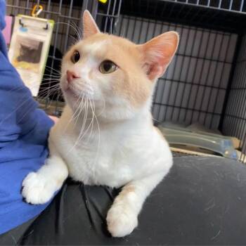 Perdix -  Domestic Short Hair Cat for Adoption in Davenport, Iowa - Perdix | PetCurious