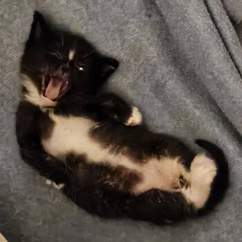 Hephaestus -  Domestic Short Hair Cat for Adoption in Tempe, Arizona - Hephaestus | PetCurious
