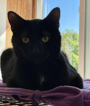 Domestic Short Hair Cats Available for Adoption in Lacon, Illinois - Reeses | PetCurious