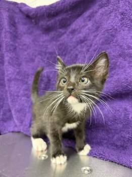 ODIN -  Domestic Short Hair Cat for Adoption in Houston, Texas - ODIN | PetCurious