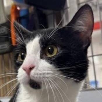 Rescue Domestic Short Hair Cats for Adoption in New York, New York - Murray | PetCurious