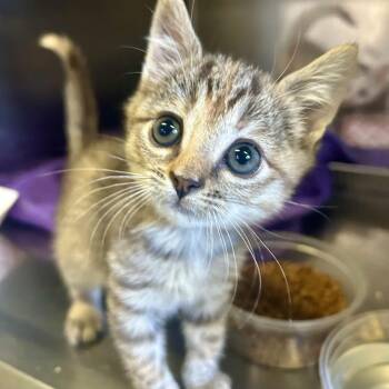 Grace* -  Domestic Short Hair Cat for Adoption in San Gabriel, California - Grace* | PetCurious