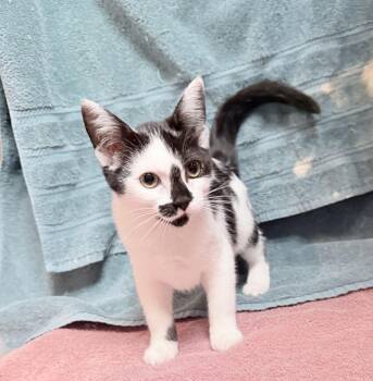 Arm -  Domestic Short Hair Cat for Adoption in Elizabethtown, North Carolina - Arm | PetCurious