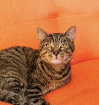 Bam Bam -  Domestic Short Hair Cat for Adoption in Springfield, Missouri - Bam Bam | PetCurious