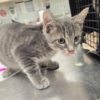 American Shorthair Cats Available for Adoption - Anchor | PetCurious