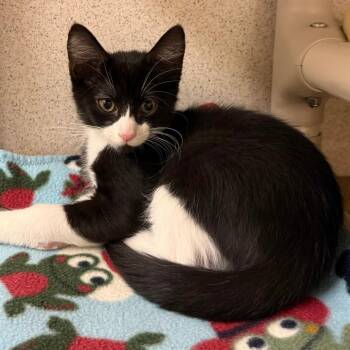 Kirby -  Domestic Short Hair Cat for Adoption in Naperville, Illinois - Kirby | PetCurious