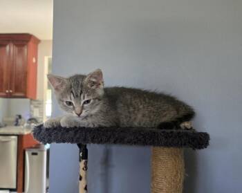Domestic Short Hair Cats Available for Adoption - Elowen | PetCurious